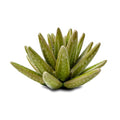 Ceramic Succulent Flower Table Centerpiece (Cactus) - color: Cactus