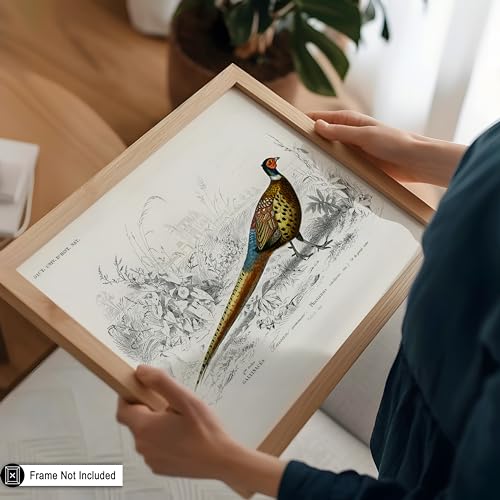 Poster Master Vintage Ring Necked Pheasant Poster - Retro Wildlife Print - Bird Wall Art - Gift for Men, Women & Animal Lover - Great Decor for Office, Bedroom or Living Room - 8x10 UNFRAMED Wall Art - color: Style-03, size: 8"L x 10"W