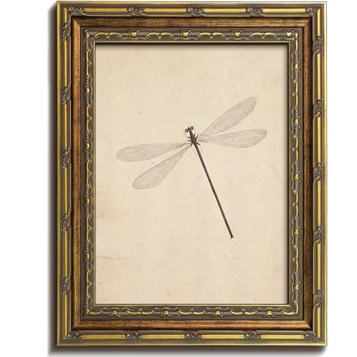 Vodefoad Vintage Dragonfly Gold Framed Wall Art, Neutral Insect Animal Wall Decor, Antique Dragonfly Drawing Canvas Oil Painting, Minimalist Animal Wall Decorations, Retro Artwork Pictures for Gallery Bedroom Living Room Decor - 9x12Inch - color: Dragonfl