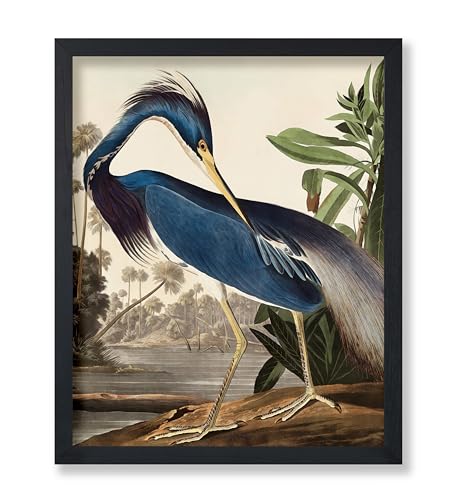 Poster Master Vintage James Audubon Poster - Louisiana Heron Print - Birds of America Art - Bird Art - Gift for Men, Women & Animal Lover - Decor for Bedroom or Living Room - 8x10 UNFRAMED Wall Art - color: Style-11, size: 8"L x 10"W