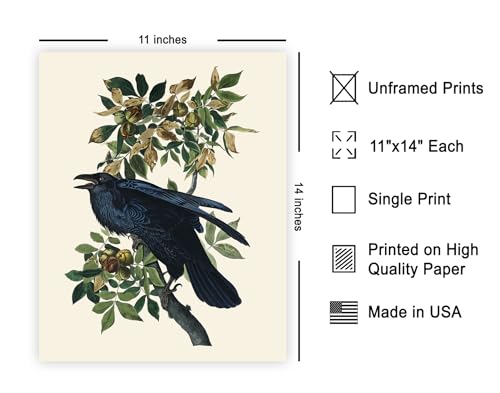 Poster Master Vintage James Audubon Poster - Retro Raven Print - Birds of America Art - Bird Art - Gift for Men, Women & Animal Lover - Decor for Dorm, Bedroom or Living Room - 11x14 UNFRAMED Wall Art - color: Multicolor, size: 11"L x 14"W