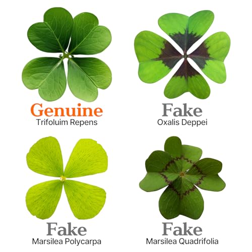 Real Four Leaf Clover Bookmark, Elegant 4 Leaf Clover Charm, Perfect Gift for Book Lovers, Preserved Four Leaf Clover in Laminated Bookmark (gray-1pack) Made in Korea - size: gray-1pack