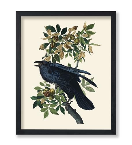 Poster Master Vintage James Audubon Poster - Retro Raven Print - Birds of America Art - Bird Art - Gift for Men, Women & Animal Lover - Decor for Dorm, Bedroom or Living Room - 11x14 UNFRAMED Wall Art - color: Multicolor, size: 11"L x 14"W
