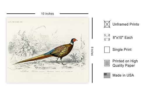 Poster Master Vintage Ring Necked Pheasant Poster - Retro Wildlife Print - Bird Wall Art - Gift for Men, Women & Animal Lover - Great Decor for Office, Bedroom or Living Room - 8x10 UNFRAMED Wall Art - color: Style-03, size: 8"L x 10"W