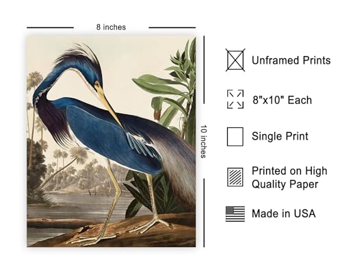 Poster Master Vintage James Audubon Poster - Louisiana Heron Print - Birds of America Art - Bird Art - Gift for Men, Women & Animal Lover - Decor for Bedroom or Living Room - 8x10 UNFRAMED Wall Art - color: Style-11, size: 8"L x 10"W
