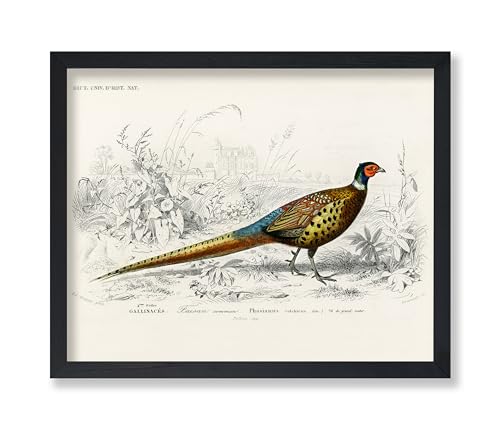 Poster Master Vintage Ring Necked Pheasant Poster - Retro Wildlife Print - Bird Wall Art - Gift for Men, Women & Animal Lover - Great Decor for Office, Bedroom or Living Room - 8x10 UNFRAMED Wall Art - color: Style-03, size: 8"L x 10"W