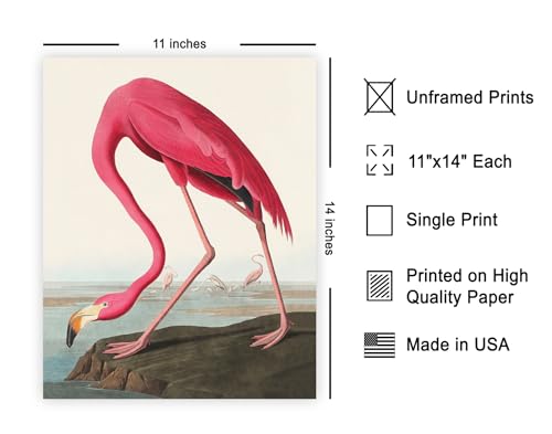 Poster Master Vintage American Flamingo Poster - Retro Pink Flamingo Print - Bird Art - Gift for Him, Her, Animal Lover - Perfect Decor for Living Room, Ocean or Beach House - 11x14 UNFRAMED Wall Art - color: Style-01, size: 11"L x 14"W