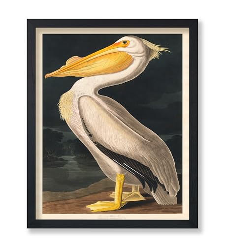 Poster Master Vintage James Audubon Poster - Retro White Pelican Print - Birds of America Art - Bird Art - Gift for Men, Women & Animal Lover - Decor for Dorm or Living Room - 8x10 UNFRAMED Wall Art - color: Style-09, size: 8"L x 10"W