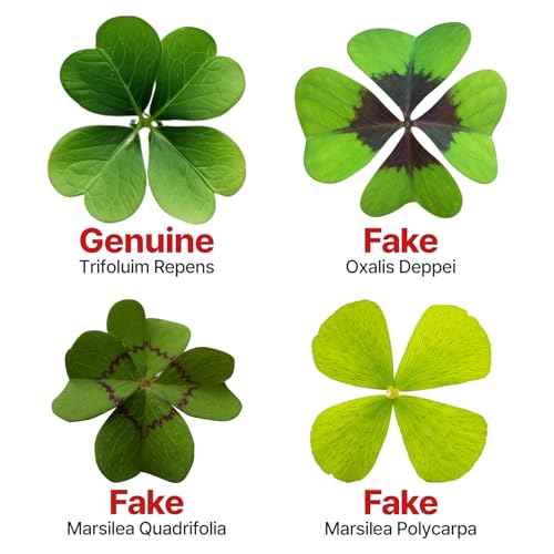 Real Four Leaf Clover Bookmark, Elegant 4 Leaf Clover Charm, Perfect Gift for Book Lovers, Preserved Four Leaf Clover in Laminated Bookmark (2pack) Made in Korea - size: gold-2pack