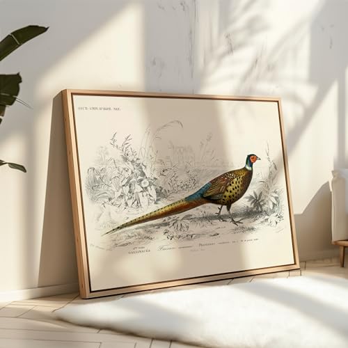 Poster Master Vintage Ring Necked Pheasant Poster - Retro Wildlife Print - Bird Wall Art - Gift for Men, Women & Animal Lover - Great Decor for Office, Bedroom or Living Room - 8x10 UNFRAMED Wall Art - color: Style-03, size: 8"L x 10"W