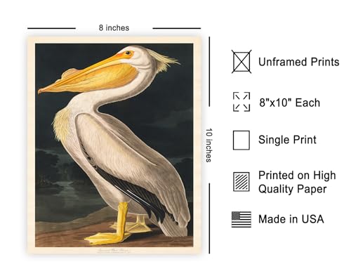 Poster Master Vintage James Audubon Poster - Retro White Pelican Print - Birds of America Art - Bird Art - Gift for Men, Women & Animal Lover - Decor for Dorm or Living Room - 8x10 UNFRAMED Wall Art - color: Style-09, size: 8"L x 10"W