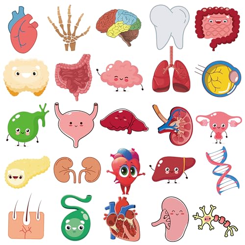 50Pcs Cute Cartoon Body Organs Stickers, Human Organ Sticker, Human Biology Student Stickers for Doctors Nurses Teacher, Vinyl Sticker for Adults Water Bottle Laptop Decor Party Favors Gifts - color: Cartoon Organs
