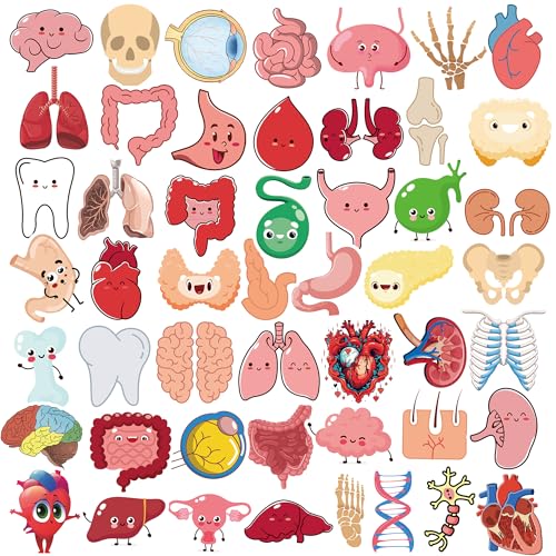 50Pcs Cute Cartoon Body Organs Stickers, Human Organ Sticker, Human Biology Student Stickers for Doctors Nurses Teacher, Vinyl Sticker for Adults Water Bottle Laptop Decor Party Favors Gifts - color: Cartoon Organs