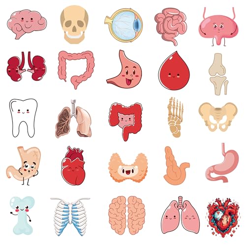 50Pcs Cute Cartoon Body Organs Stickers, Human Organ Sticker, Human Biology Student Stickers for Doctors Nurses Teacher, Vinyl Sticker for Adults Water Bottle Laptop Decor Party Favors Gifts - color: Cartoon Organs
