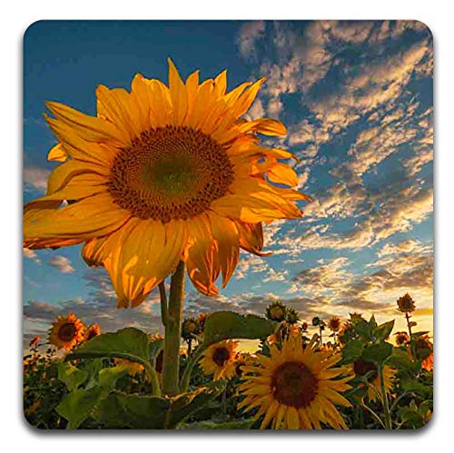 Sunflowers Square Coaster Set - Made of Recycled Rubber - Set of 4 - color: Sunflowers