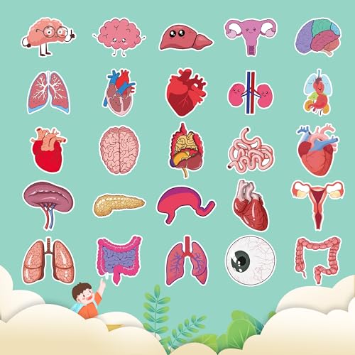 50Pcs Cute Cartoon Body Organs Stickers, Human Organ Stickers, Human Biology Student Stickers for Doctors Nurses Teacher, Vinyl Stickers for Adults Water Bottle Laptop Decor Party Favors Gifts - color: Cartoon Body Organs