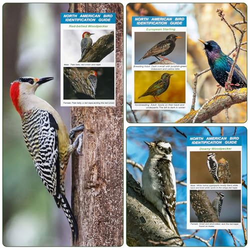 North American Bird Identification Cards, 30 Backyard Birds for Bird Lovers