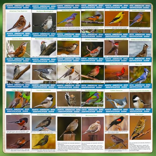 North American Bird Identification Cards, 30 Backyard Birds for Bird Lovers