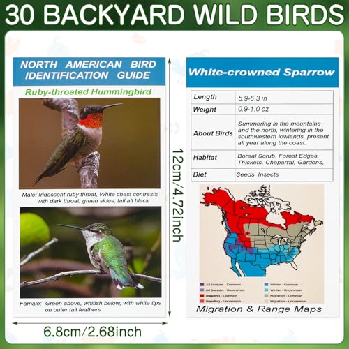 North American Bird Identification Cards, 30 Backyard Birds for Bird Lovers