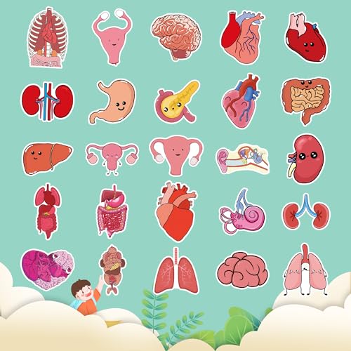 50Pcs Cute Cartoon Body Organs Stickers, Human Organ Stickers, Human Biology Student Stickers for Doctors Nurses Teacher, Vinyl Stickers for Adults Water Bottle Laptop Decor Party Favors Gifts - color: Cartoon Body Organs