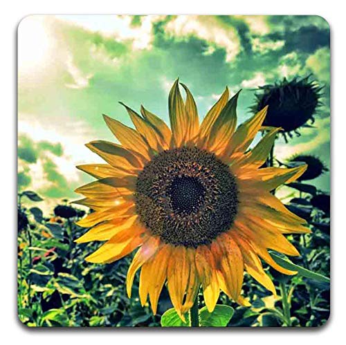 Sunflowers Square Coaster Set - Made of Recycled Rubber - Set of 4 - color: Sunflowers