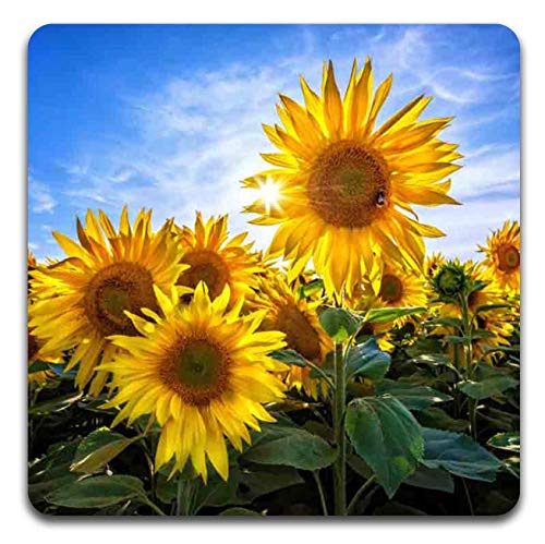 Sunflowers Square Coaster Set - Made of Recycled Rubber - Set of 4 - color: Sunflowers