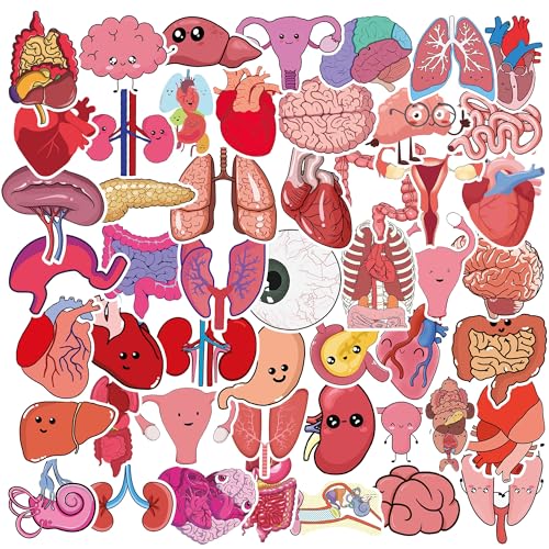 50Pcs Cute Cartoon Body Organs Stickers, Human Organ Stickers, Human Biology Student Stickers for Doctors Nurses Teacher, Vinyl Stickers for Adults Water Bottle Laptop Decor Party Favors Gifts - color: Cartoon Body Organs